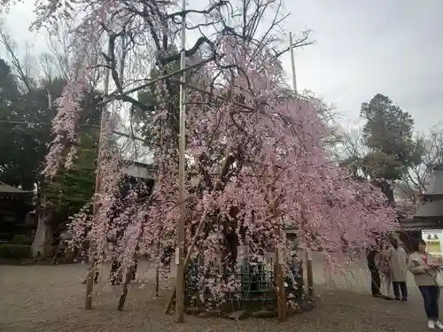 大國魂神社の自然