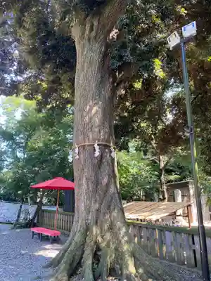 岩槻久伊豆神社(埼玉県)