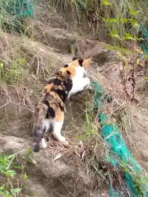 岡寺(龍蓋寺)(奈良県)