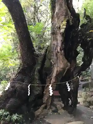 來宮神社(静岡県)