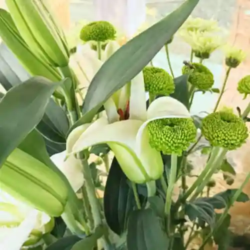 彌彦神社　(伊夜日子神社)(北海道)