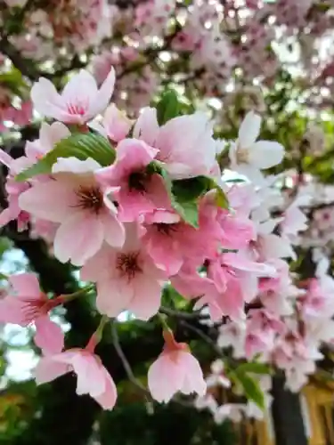 圓照寺(東京都)