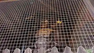 妻沼聖天山歓喜院(埼玉県)