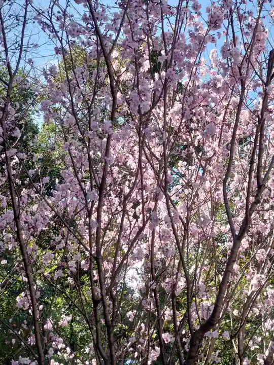 寒川神社(神奈川県)
