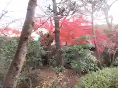 元慶寺の自然