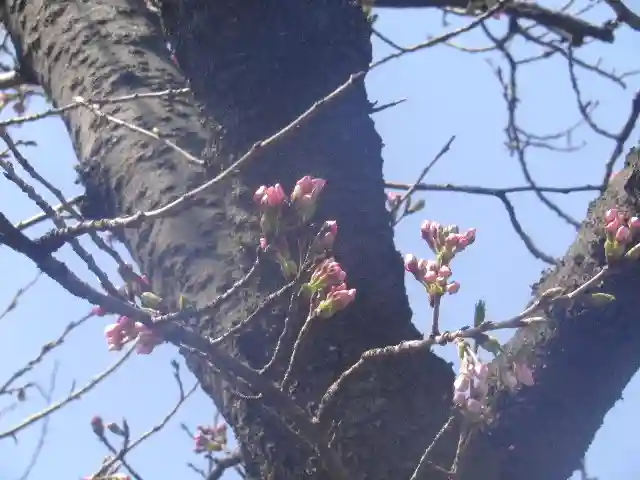 鶴岡八幡宮の自然