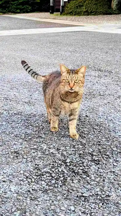 白金氷川神社の動物