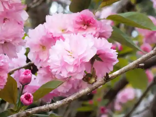 立志神社の自然