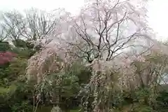 竹林院の自然