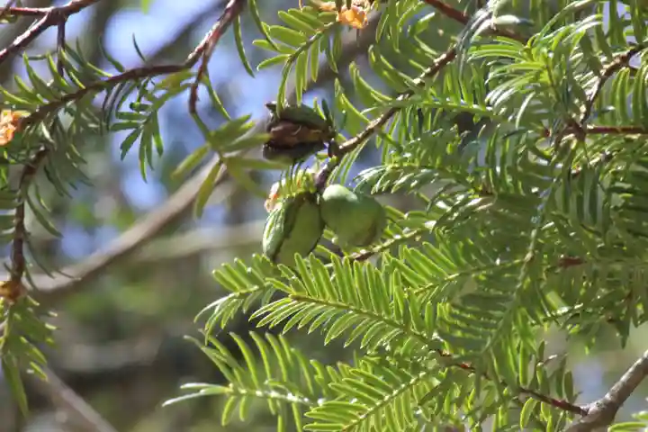 国宝 大法寺の自然