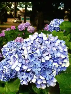 妙法寺(東京都)