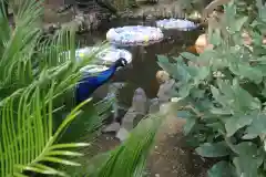 楽法寺（雨引観音）の動物