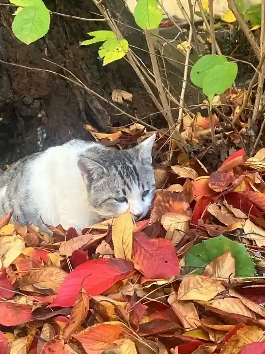 八幡神社(福井県)