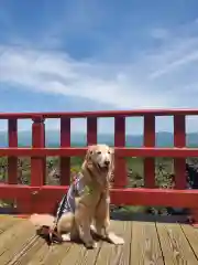 寛永寺別院浅間山観音堂の動物