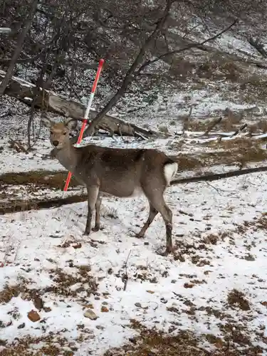 日光山輪王寺別院 温泉寺の動物