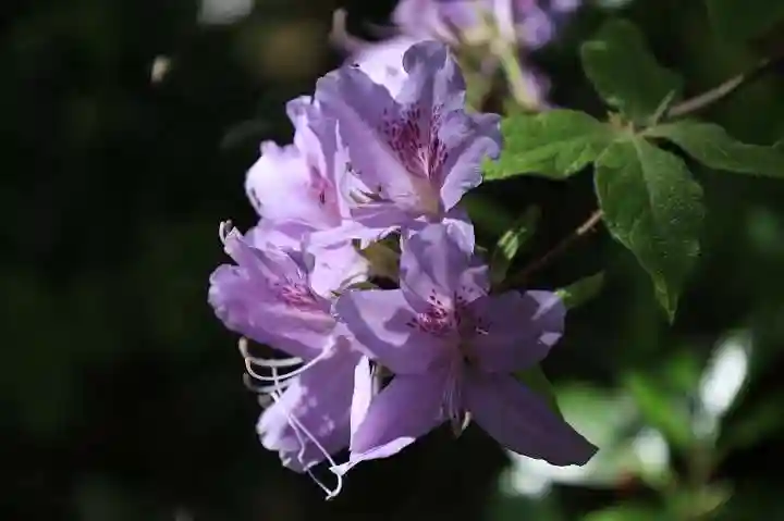 花山院菩提寺の自然