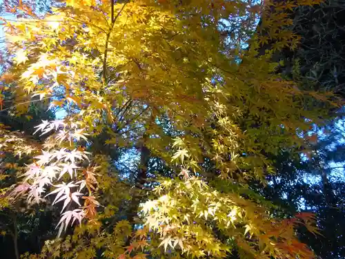 寒川神社の自然