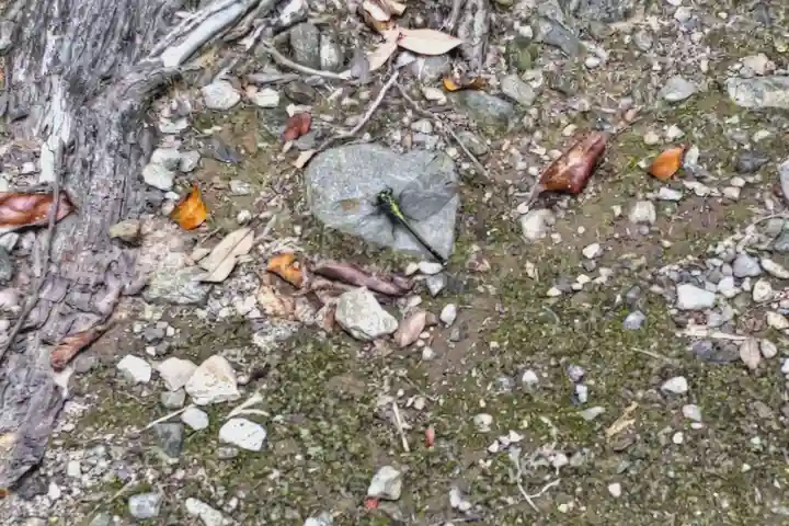 伊香具神社(滋賀県)