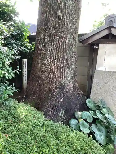 白林禅寺、白林寺の自然