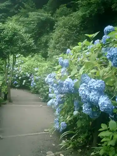 明月院の庭園