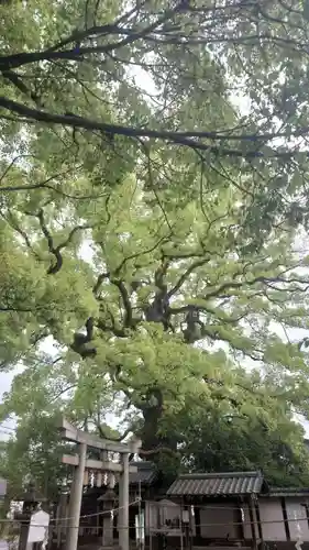 新熊野神社(京都府)