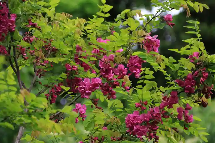 古峯神社の庭園