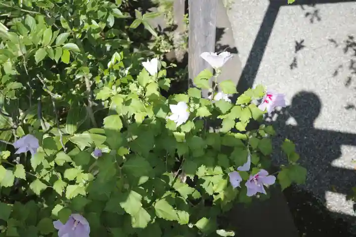 多摩川浅間神社の自然