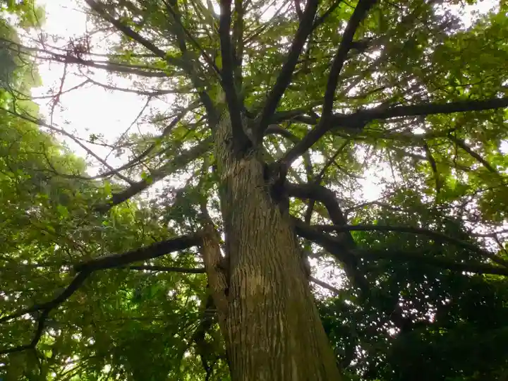 中瀬天祖神社(井草八幡宮境外社)の自然