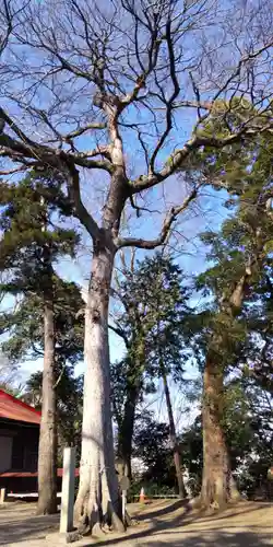 南金目神社の自然