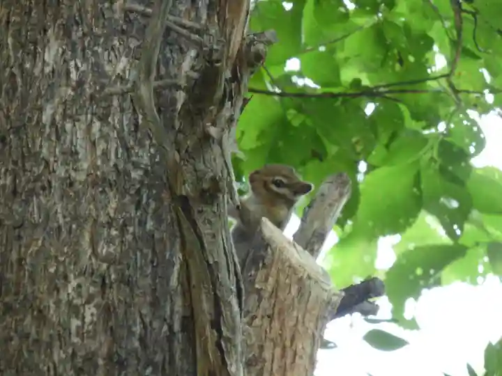 留辺蘂神社の動物