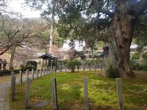 大智寺の自然