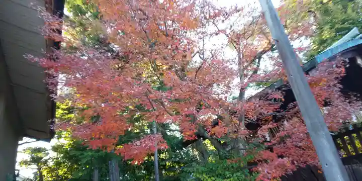 敷地神社(わら天神宮)の自然