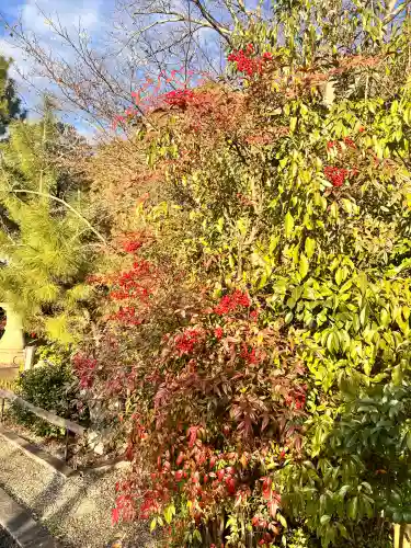 京都乃木神社の自然