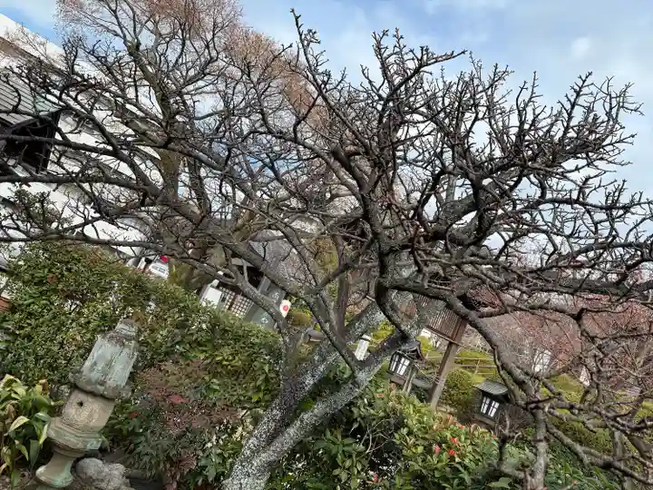 桜誓願寺(愛知県)