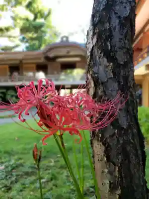 妙法寺(東京都)