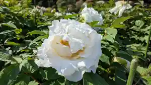 金蛇水神社(宮城県)(2023年05月09日(火) 13時10分02秒投稿)