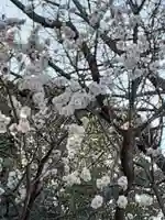 阿佐ヶ谷神明宮(東京都)