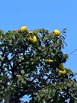 元祇園梛神社・隼神社(京都府)