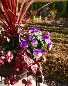 寿量山 速成寺の自然(2020年02月19日(水) 12時14分08秒投稿)