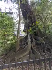 雷八幡神社(香川県)