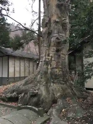 小坂神社の自然