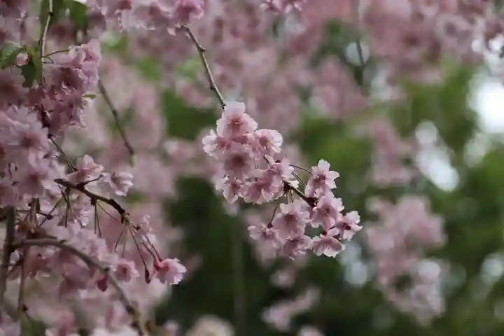 豊景神社の庭園