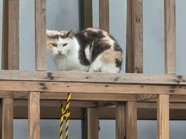 若宮神社(鹿児島県)
