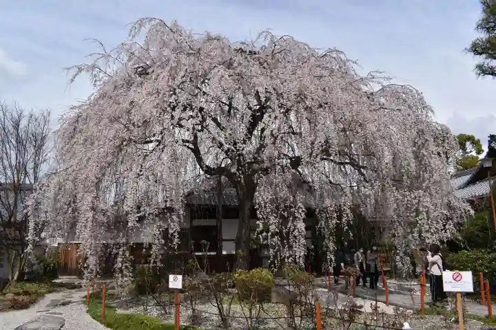 本満寺(本願満足寺)の自然