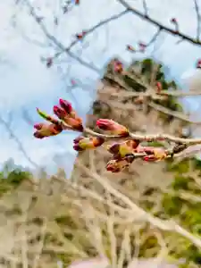 土津神社|こどもと出世の神さまの自然(2021年04月06日(火) 10時17分37秒投稿)