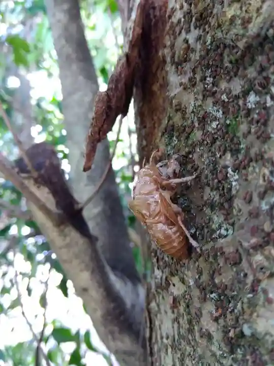 春日神社(福井県)