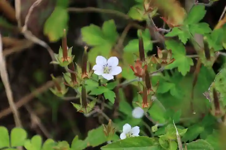 大六天麻王神社の自然