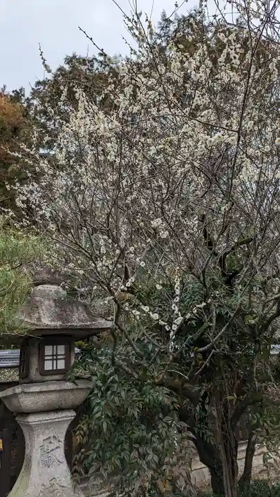 梅宮大社(京都府)