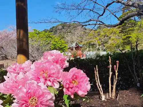 鶴岡八幡宮(神奈川県)