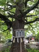 川内八幡宮の自然